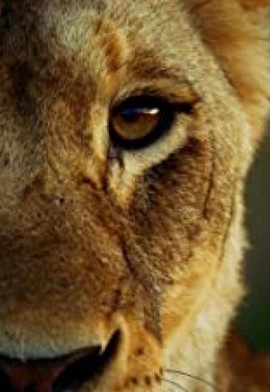 Malika the Lion Queen